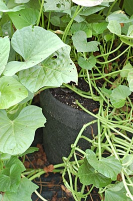 Sweet Potatoes in a Grow Bag