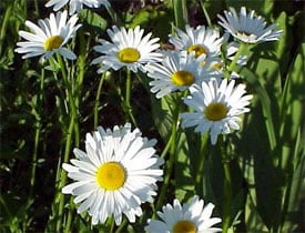 Shasta daisy