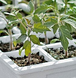 Tomato seedlings in APS