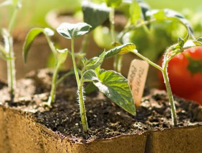 Tomato seedlings in Cowpots