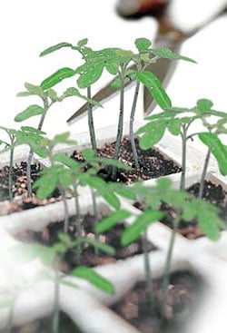 Thinning out tomato seedlings