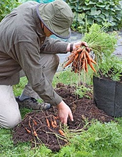 Growing carrots in a container