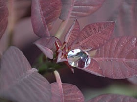 Water droplet