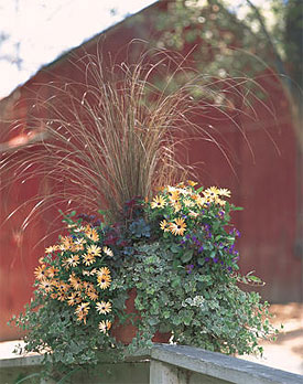 Fall planter from Proven Winners