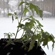 Seedlings leaning toward light