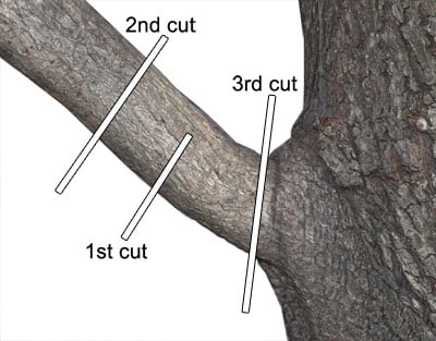 Removing heavy branches