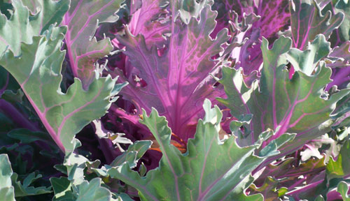 Kale