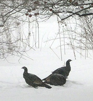 Wild turkeys