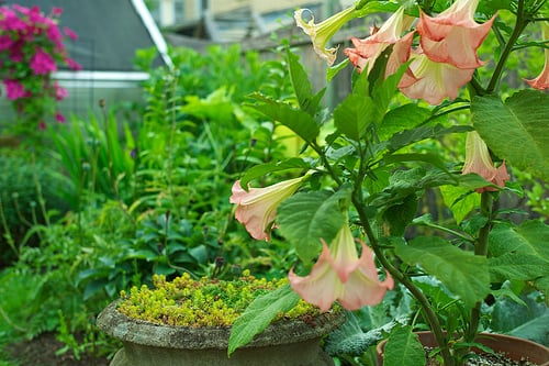ANGEL'S TRUMPETS MIX Tropical woody shrub 6 SEEDS Datura brugmansia