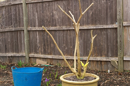 Vase-shaped pruning