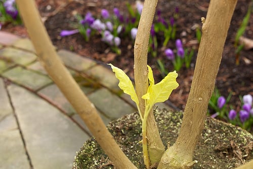 New growth on brugmansia