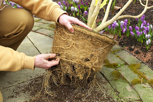 Root-bound brugmansia