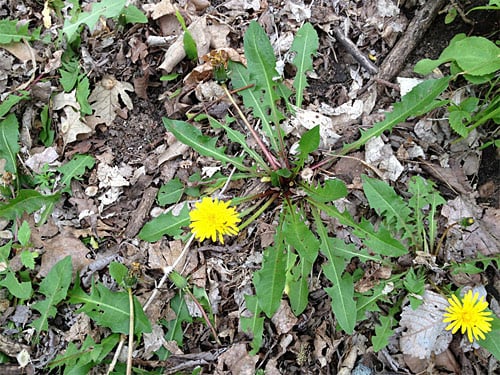 Dandelion