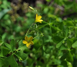 Wood sorrel