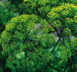 Grandma Einck's dill