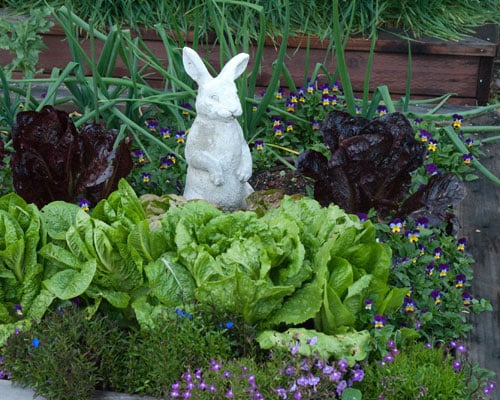 rabbit statue peaking up above a bed of lettuce