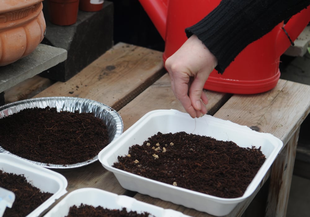 seeding microgreens