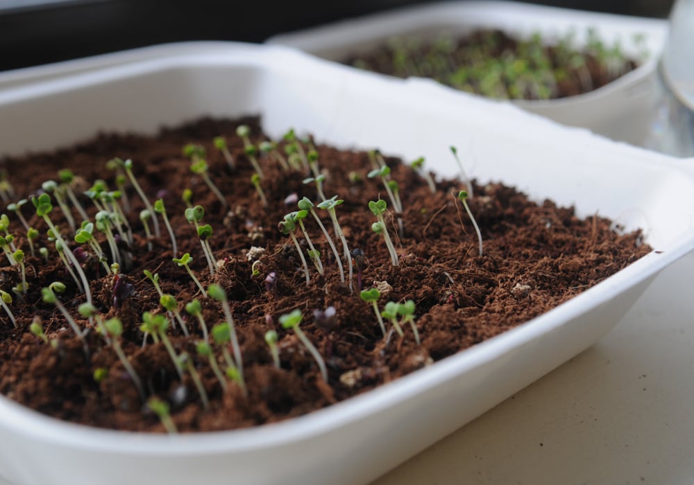 germinated microgreens