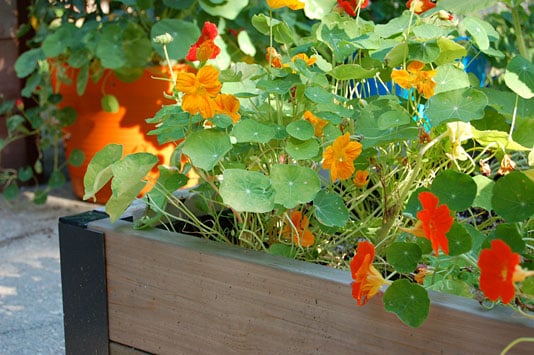 Selecting the right location for your Nasturtium plants