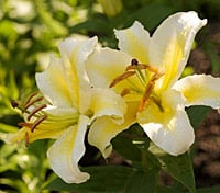 Sierra Nevada lily