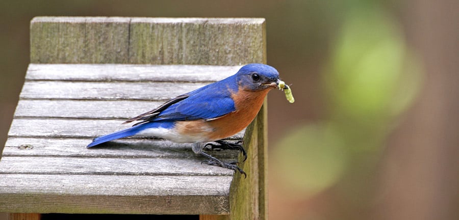 How to Attract Bug-Eating Birds, Backyard Birds | Gardener's Supply