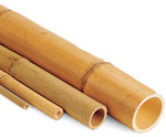 Bamboo