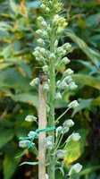 Bamboo stake with delphinium