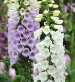 Foxglove