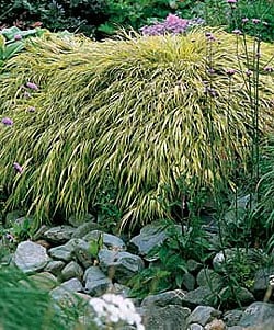 Hakonechloa