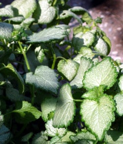 Lamium