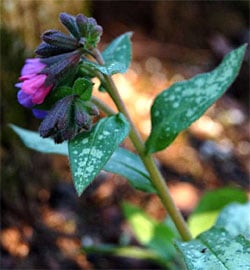 Pulmonaria