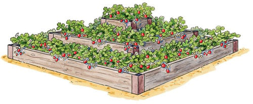 3-Tier Strawberry Bed