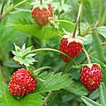 Alpine strawberry