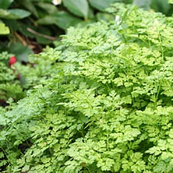 Chervil