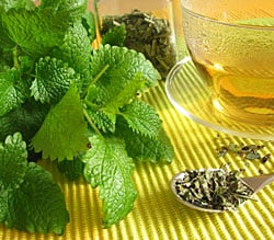 Lemon balm