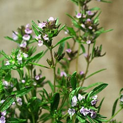 Summer savory