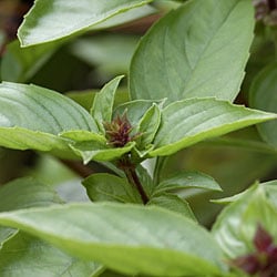 Thai basil