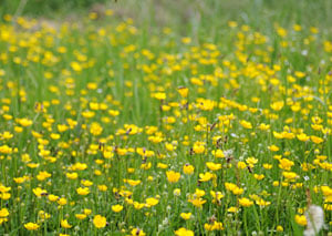 Bees at work in an urban meadow