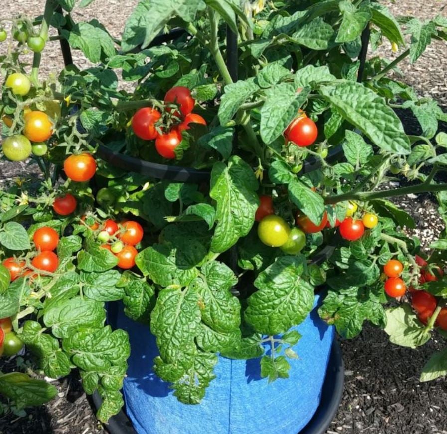 Cherry Cascade tomato