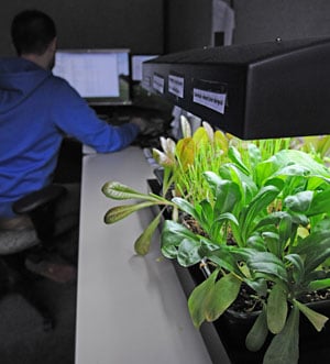 Using the Micro Grow Light Garden
