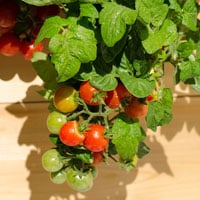 Cascade Cherry Tomato