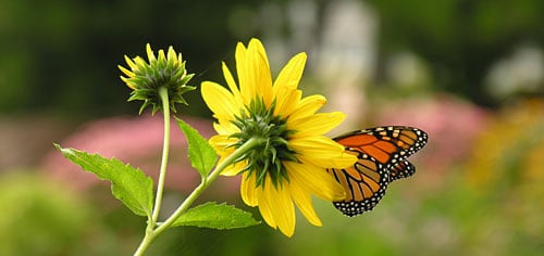 Monarch butterfly on a sunflower