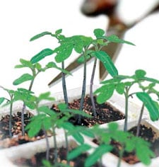 How to Thin Out Crowded Seedlings