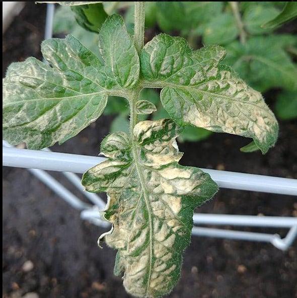 Tomato seedling with sunburn damage