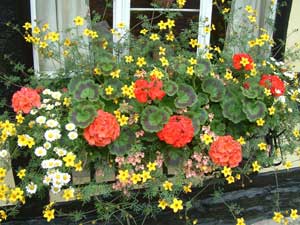 Self-Watering Windowbox by Corliss Wheaton