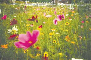 How to Plant and Maintain a Wildflower Meadow