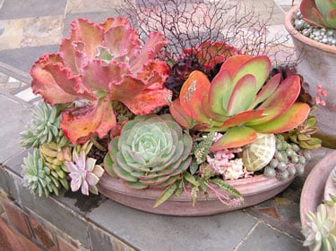 succulent containers