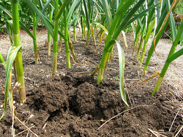 Garlic Grow Bag Kit