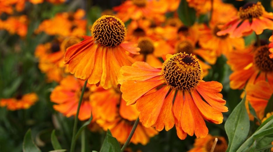 orange flowering perennial Helenium 'Sahin's Early Flowerer 