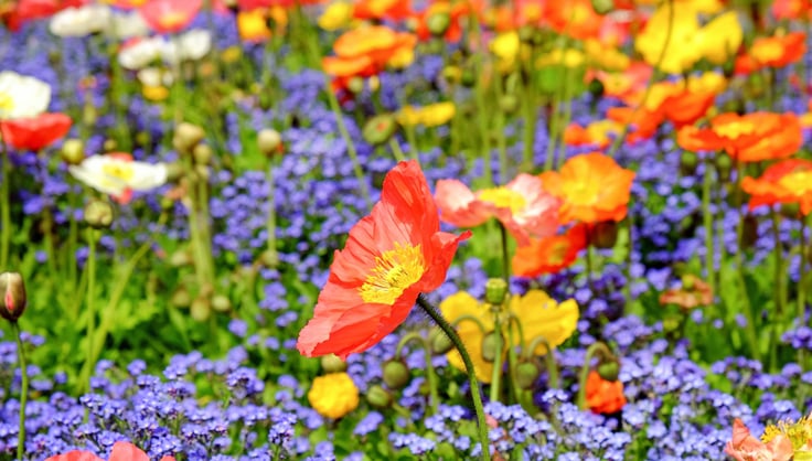 Wildflower Lawn Tips - What to Know Before Planting